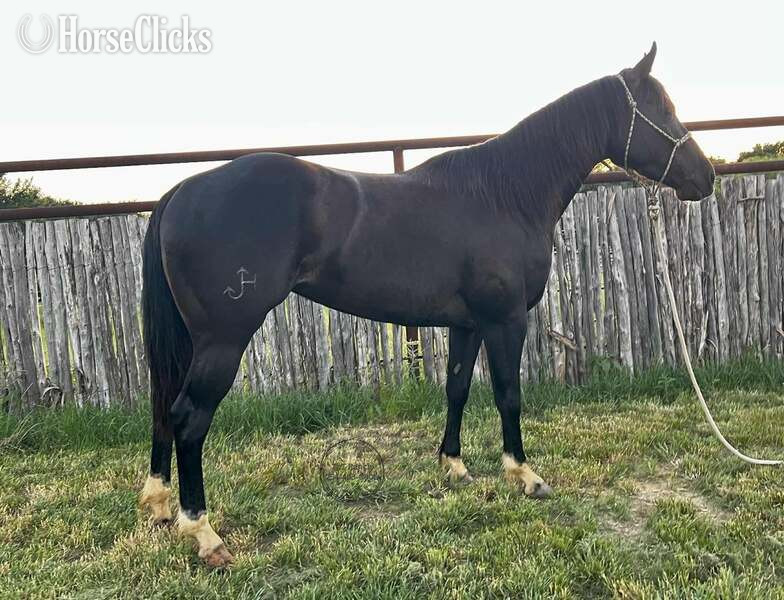 Texas "Raven" Black Mare Quarter Horse