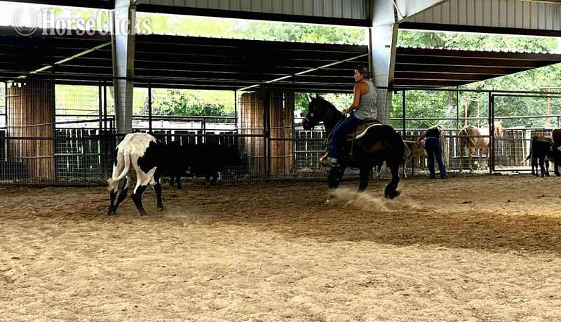 "Raven" Black Mare Quarter Horse - Quarter Horse in Texas