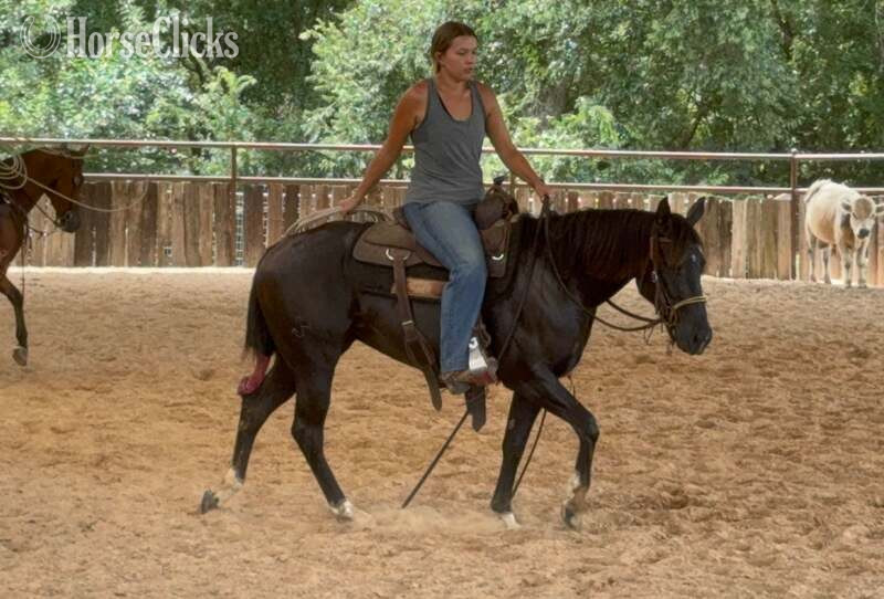 "Raven" Black Mare Quarter Horse - Quarter Horse
