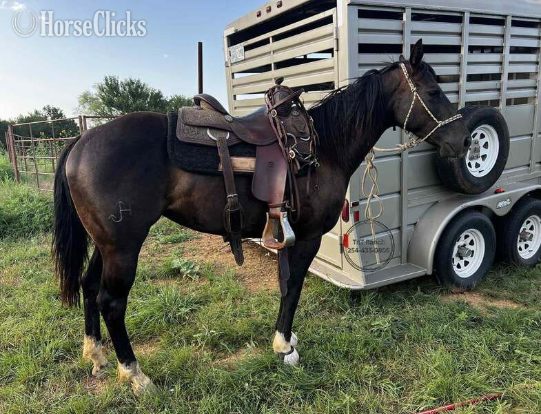 "Raven" Black Mare Quarter Horse Texas