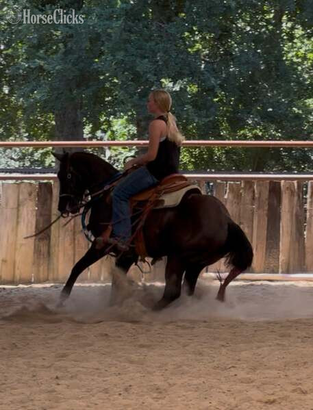 Quarter Horse - "Raven" Black Mare Quarter Horse in Texas