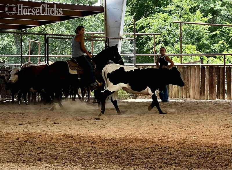 Quarter Horse - "Raven" Black Mare Quarter Horse