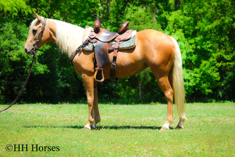 "GOLDILOCKS" Palomino Mare Quarter Horse