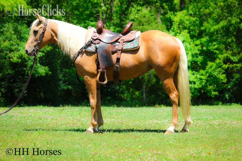 "GOLDILOCKS" Palomino Mare Quarter Horse in Kentucky