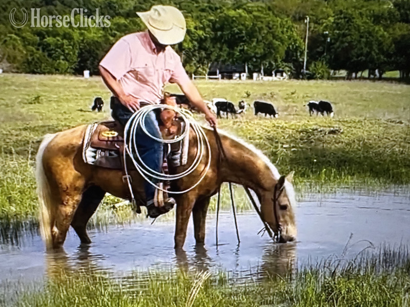 "GOLDILOCKS" Palomino Mare Quarter Horse