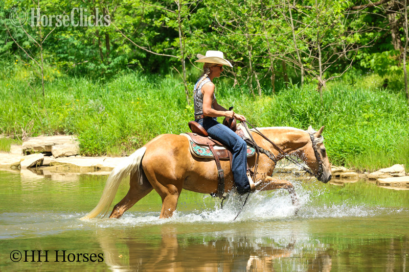 Kentucky "GOLDILOCKS" Palomino Mare Quarter Horse