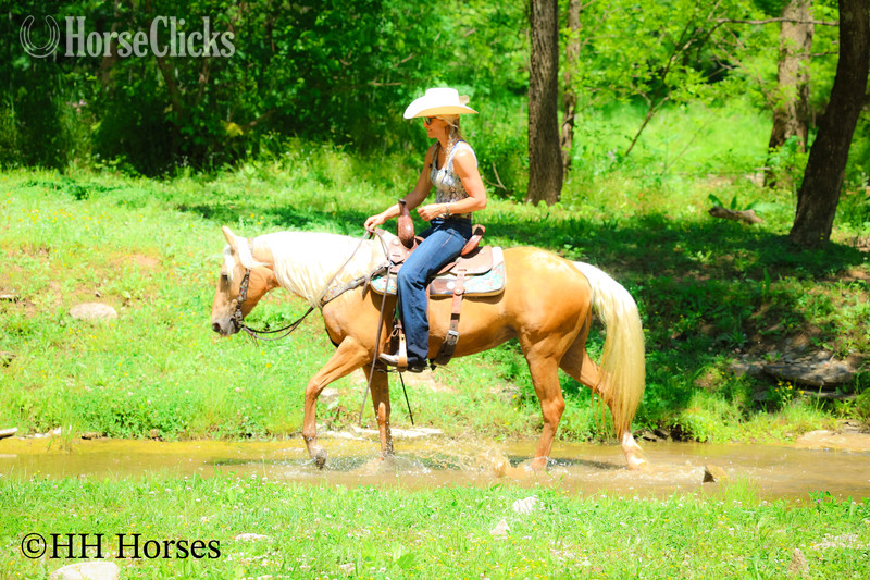 "GOLDILOCKS" Palomino Mare Quarter Horse - Quarter Horse in Kentucky