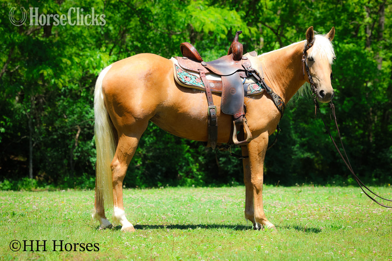 "GOLDILOCKS" Palomino Mare Quarter Horse - Quarter Horse