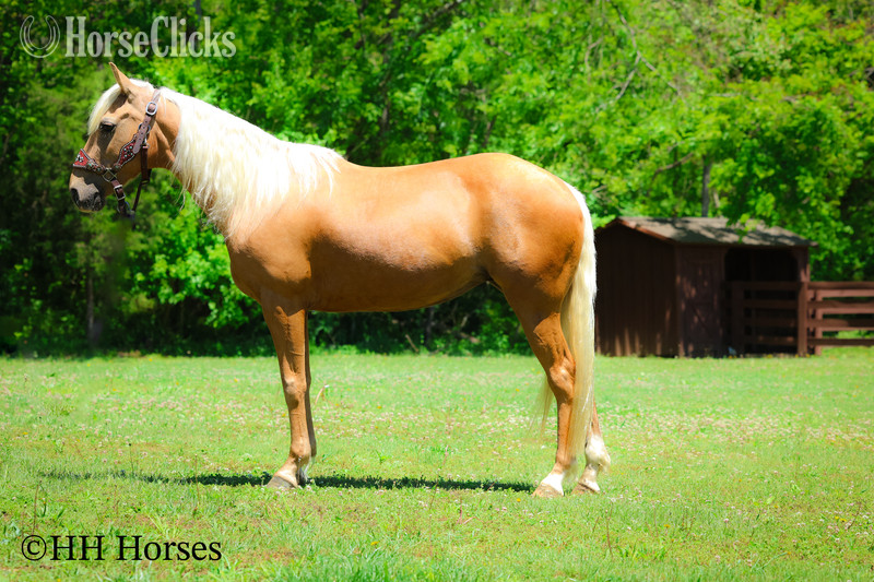 "GOLDILOCKS" Palomino Mare Quarter Horse Kentucky