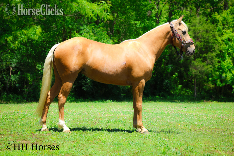 Quarter Horse - "GOLDILOCKS" Palomino Mare Quarter Horse in Kentucky