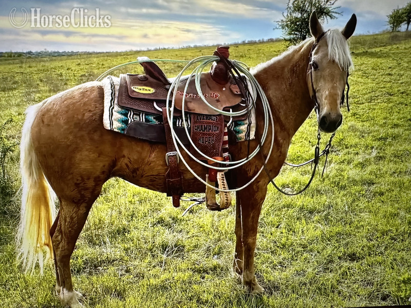 Quarter Horse - "GOLDILOCKS" Palomino Mare Quarter Horse