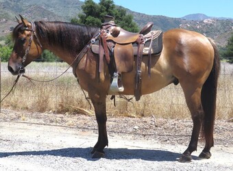 "PLAYBOYS LAST CHAMP" Dun Gelding Quarter Horse