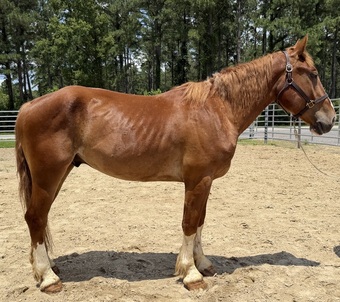 "Sorrel" Sorrel Gelding Draft