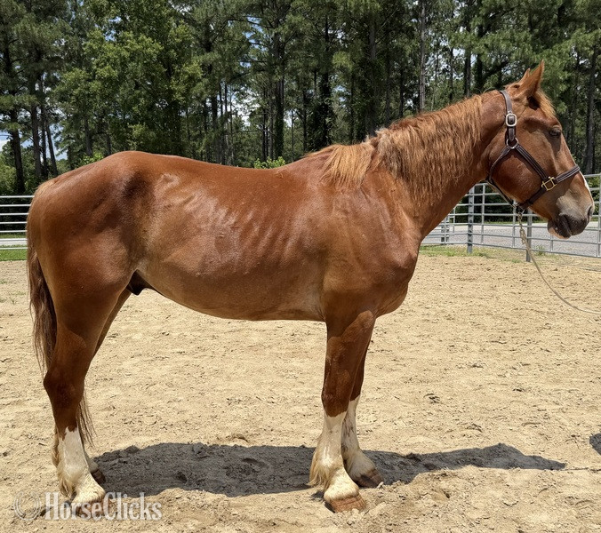 "Sorrel" Sorrel Gelding Draft in North Carolina