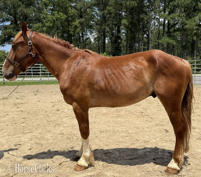 "Sorrel" Sorrel Gelding Draft