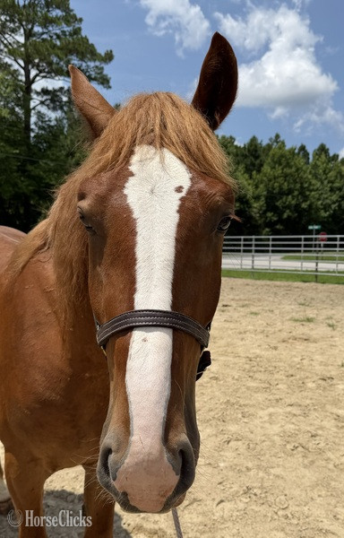 North Carolina "Sorrel" Sorrel Gelding Draft