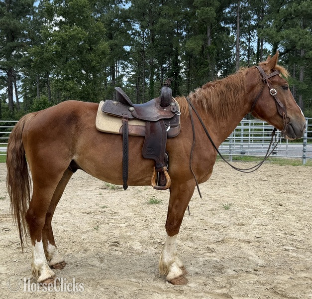 "Sorrel" Sorrel Gelding Draft - Draft in North Carolina