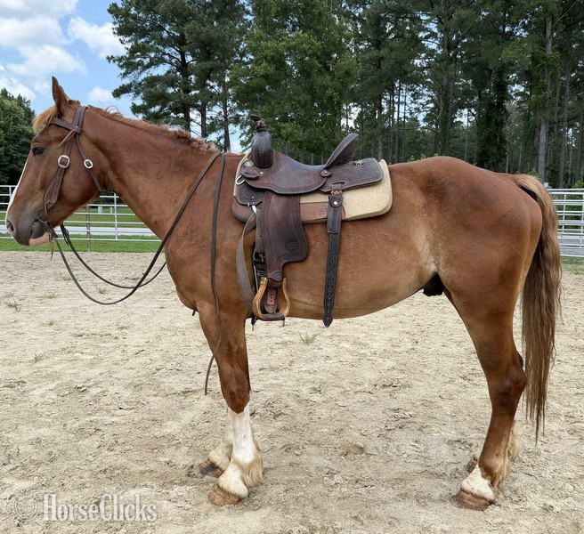 "Sorrel" Sorrel Gelding Draft - Draft