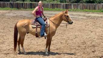 "Richard" Dun Gelding Quarter Horse
