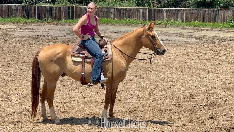 "Richard" Dun Gelding Quarter Horse in Texas