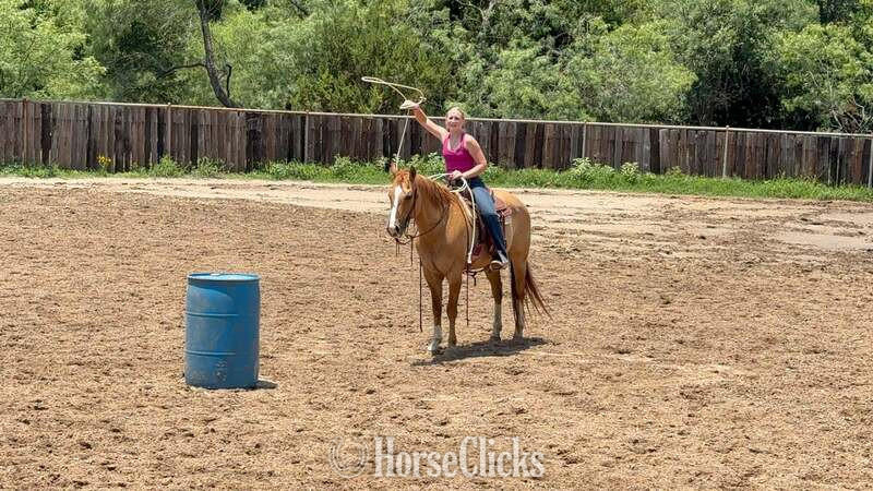 "Richard" Dun Gelding Quarter Horse