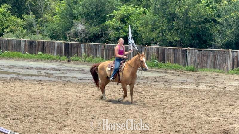 "Richard" Dun Gelding Quarter Horse - Quarter Horse in Texas
