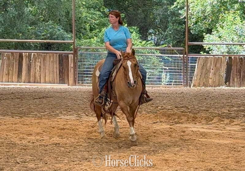 "Richard" Dun Gelding Quarter Horse - Quarter Horse