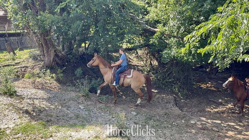 "Richard" Dun Gelding Quarter Horse Texas