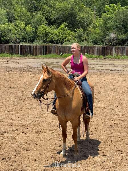 Quarter Horse - "Richard" Dun Gelding Quarter Horse in Texas