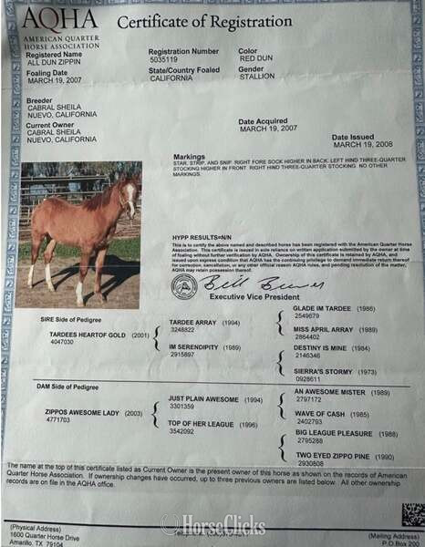 Quarter Horse - "Richard" Dun Gelding Quarter Horse
