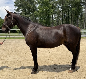 "Bay" Bay Mare Quarter Horse