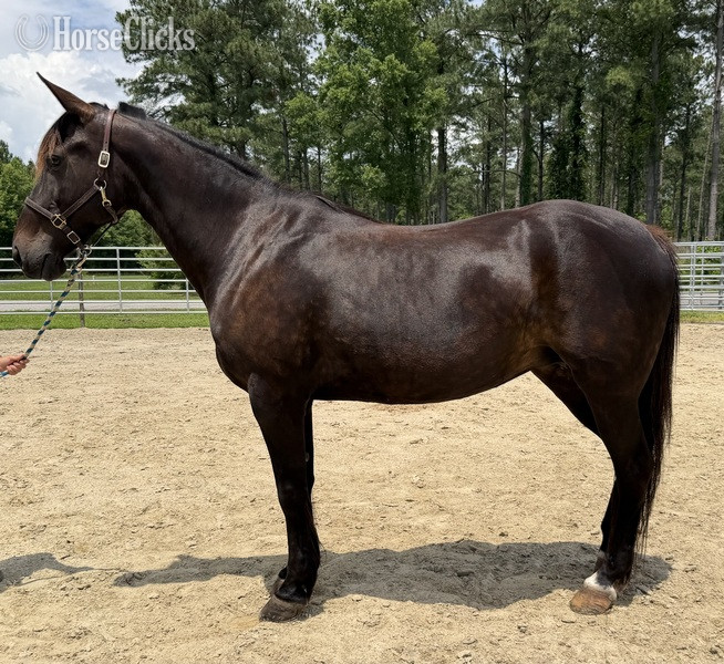 "Bay" Bay Mare Quarter Horse in North Carolina