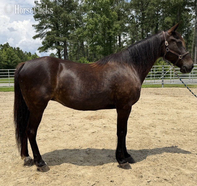 "Bay" Bay Mare Quarter Horse