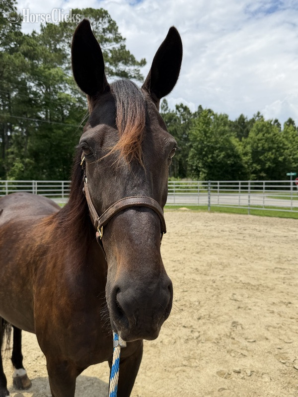 North Carolina "Bay" Bay Mare Quarter Horse