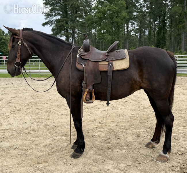 "Bay" Bay Mare Quarter Horse - Quarter Horse in North Carolina