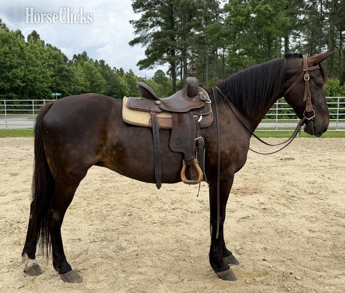"Bay" Bay Mare Quarter Horse - Quarter Horse