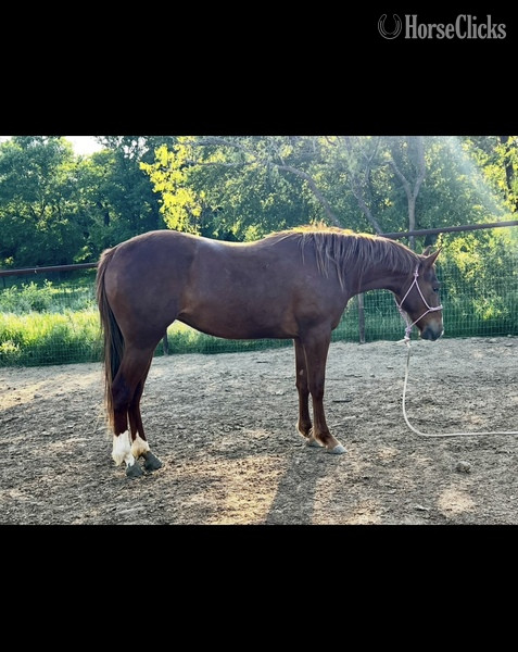 "Sage" Chestnut Filly Quarter Horse in Texas