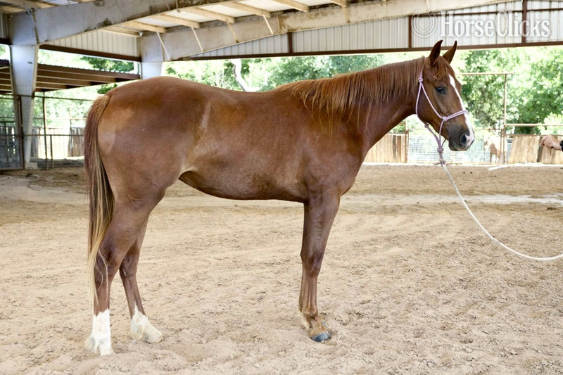 "Sage" Chestnut Filly Quarter Horse