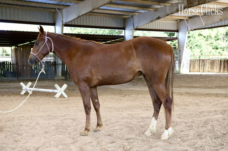 Texas "Sage" Chestnut Filly Quarter Horse