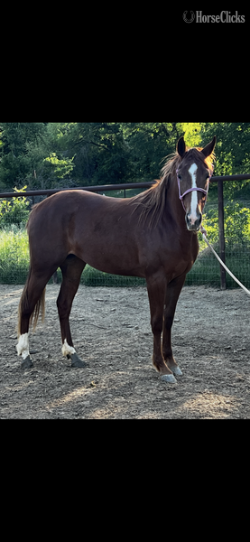 "Sage" Chestnut Filly Quarter Horse - Quarter Horse in Texas