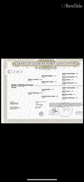 "Sage" Chestnut Filly Quarter Horse - Quarter Horse