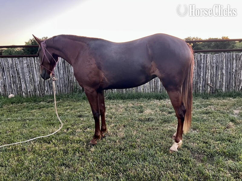 "Sage" Chestnut Filly Quarter Horse Texas