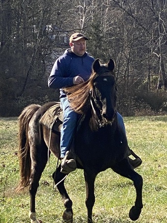 "Dee " Chocolate Gelding Rocky Mountain