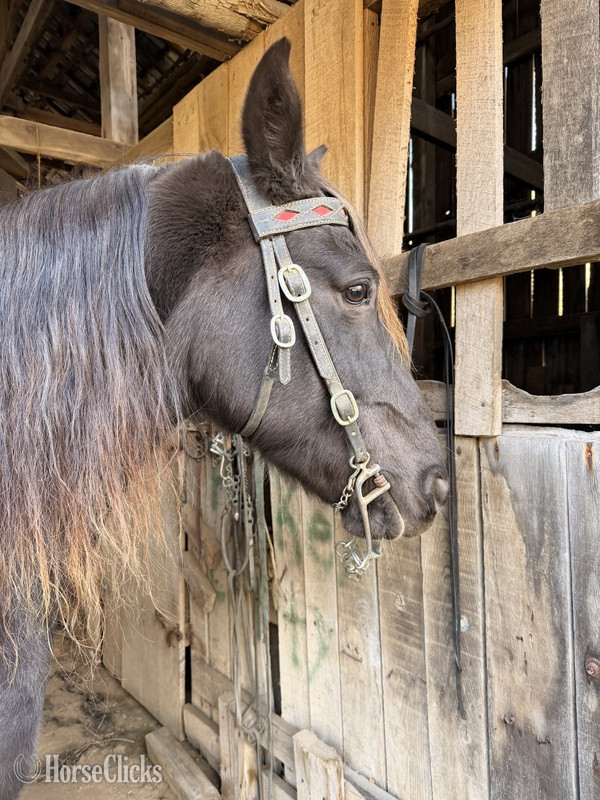"Dee " Chocolate Gelding Rocky Mountain - Rocky Mountain