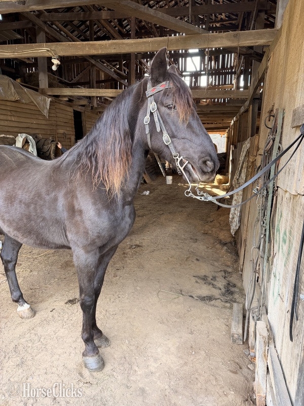 "Dee " Chocolate Gelding Rocky Mountain Kentucky