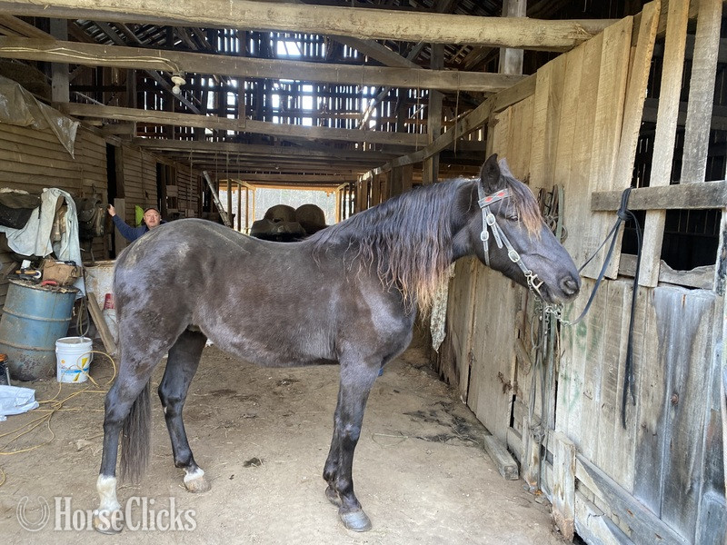 Rocky Mountain - "Dee " Chocolate Gelding Rocky Mountain in Kentucky