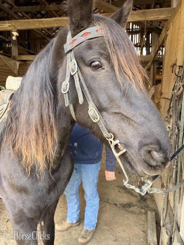 Rocky Mountain - "Dee " Chocolate Gelding Rocky Mountain