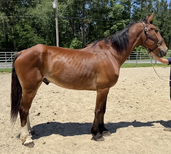"Bay" Bay Gelding Draft