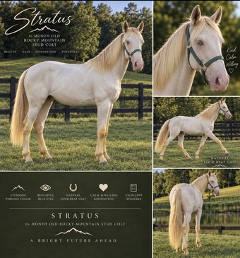 "Stratus" Perlino Colt Rocky Mountain