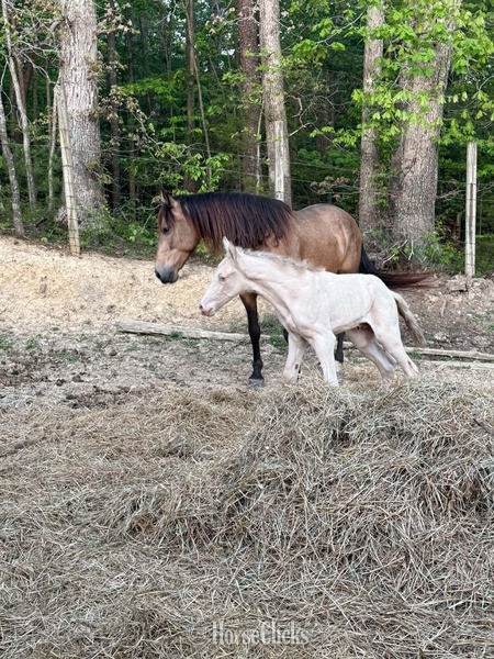 "Stratus" Perlino Colt Rocky Mountain